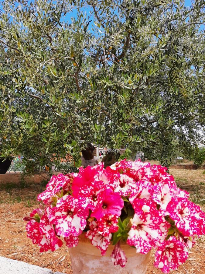Appartamento Nozret Paljuv Esterno foto